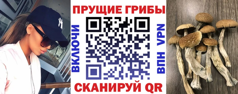 Псилоцибиновые грибы Psilocybe Новосиль